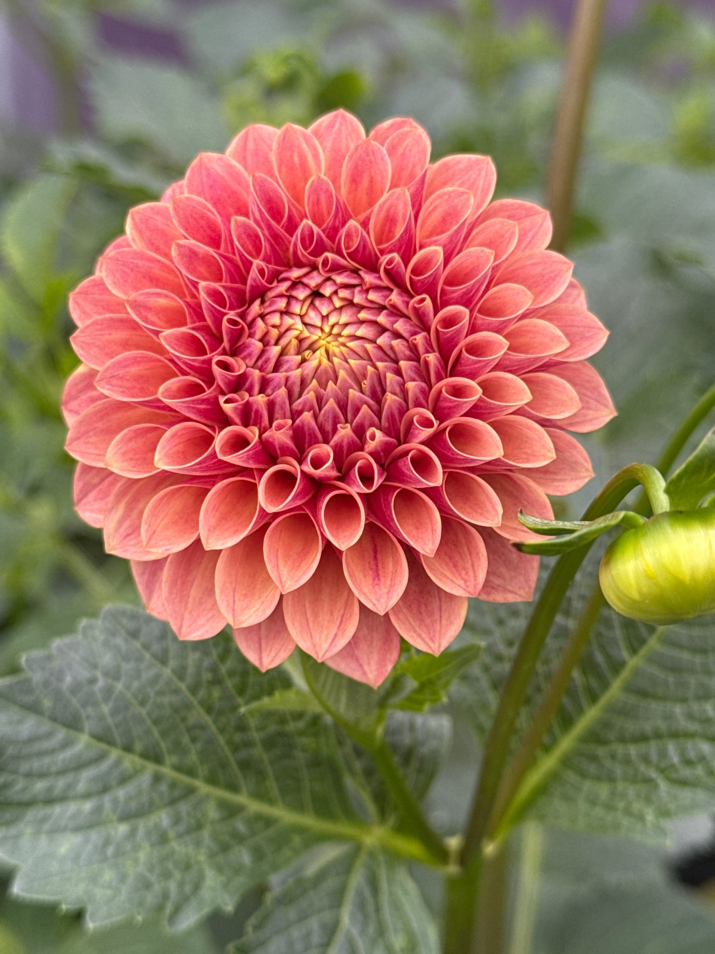 Levi's Sunfire Dahlia