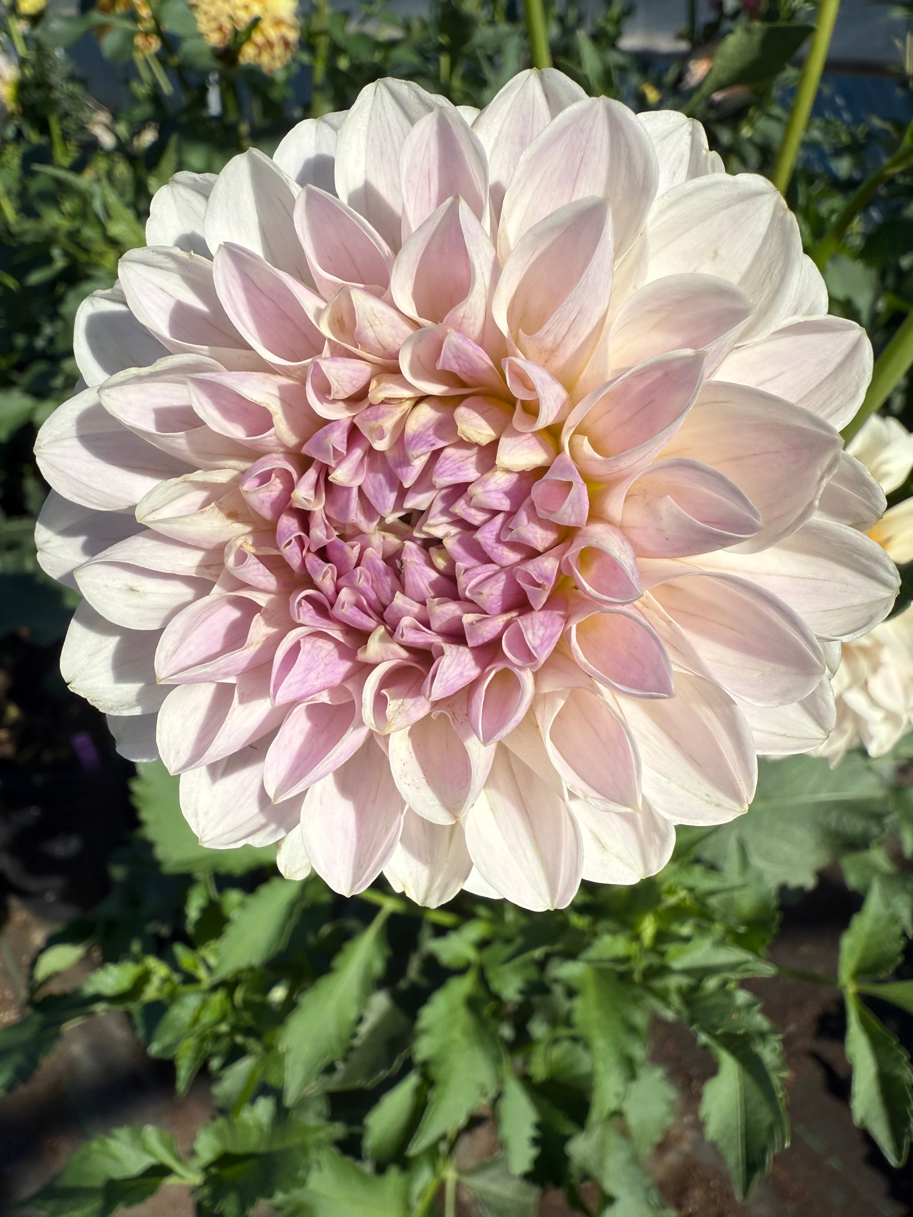 RM Hannah Joe Rooted Cuttings Shipping Apr 1 - May 15 – Dapper Dahlias ...