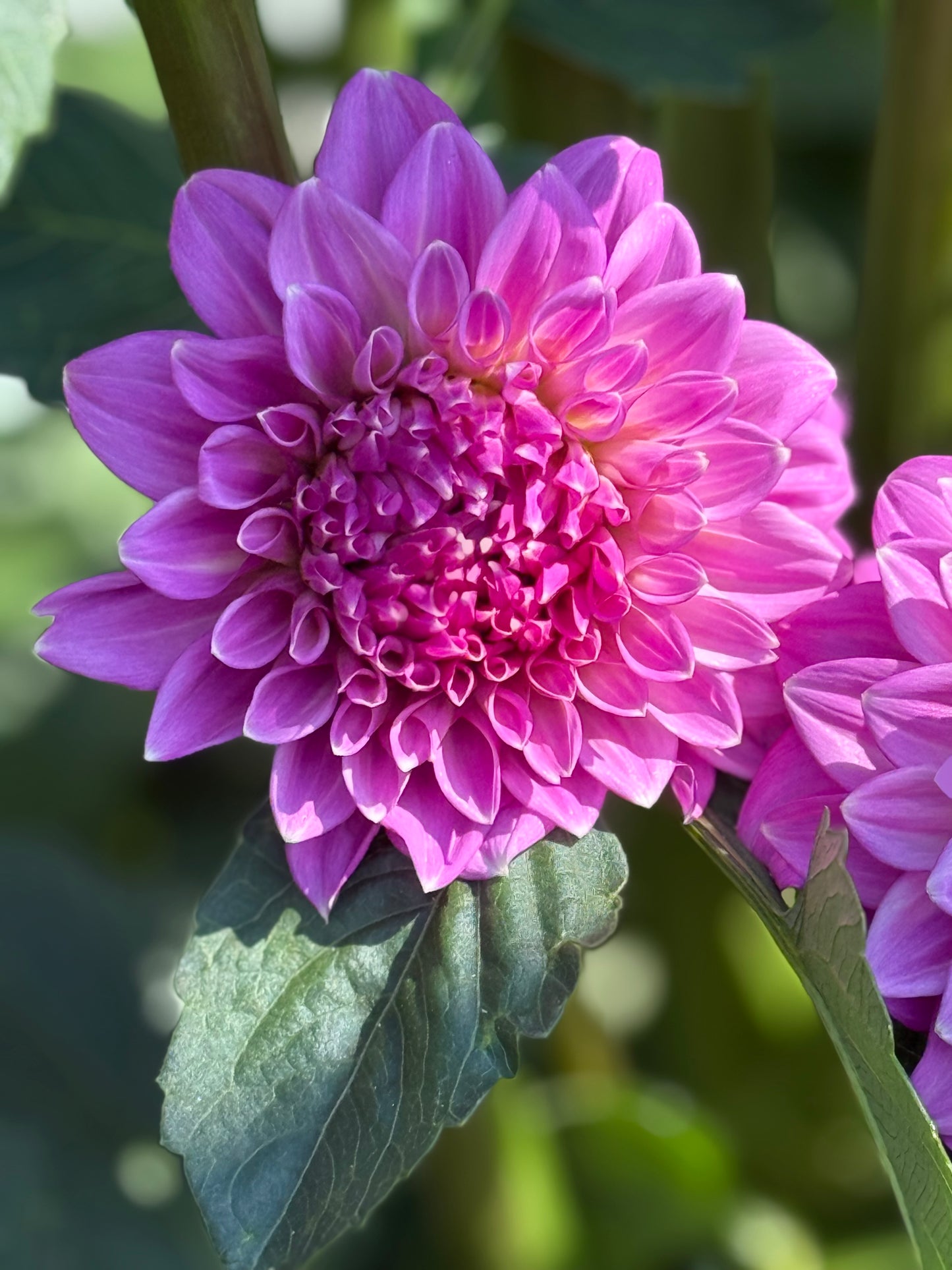 Bloomquist Clear Delight Dahlia