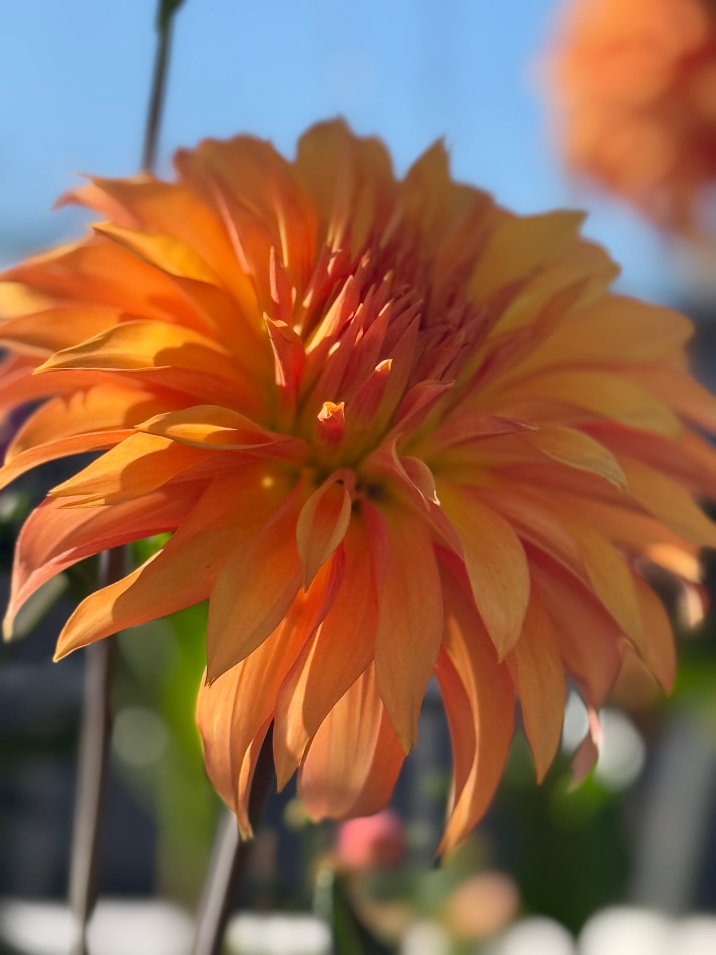 Bloomquist Snickerdoodle Rooted Cuttings