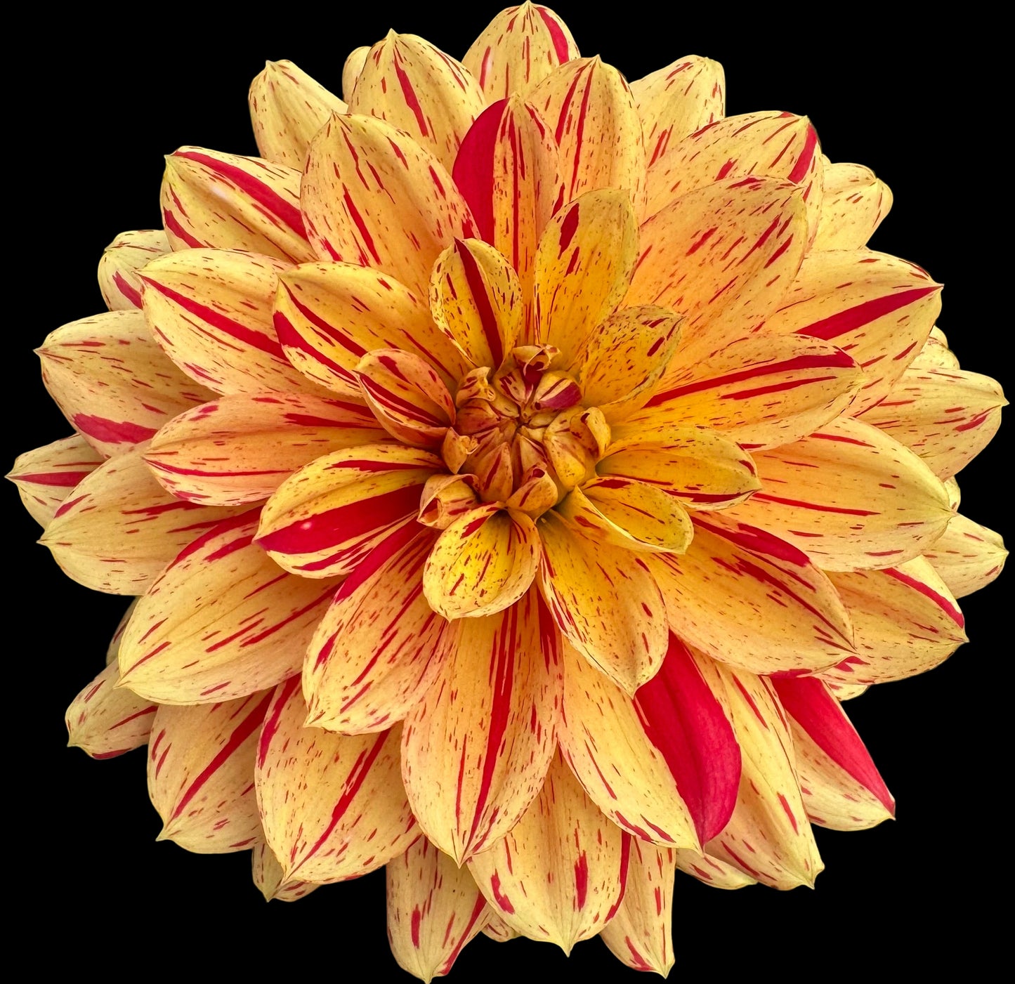 Hollyhill Snowfire  Rooted Cuttings