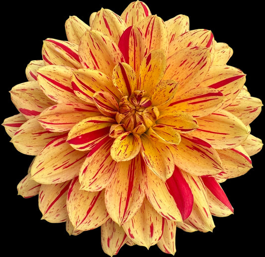 Hollyhill Snowfire  Rooted Cuttings