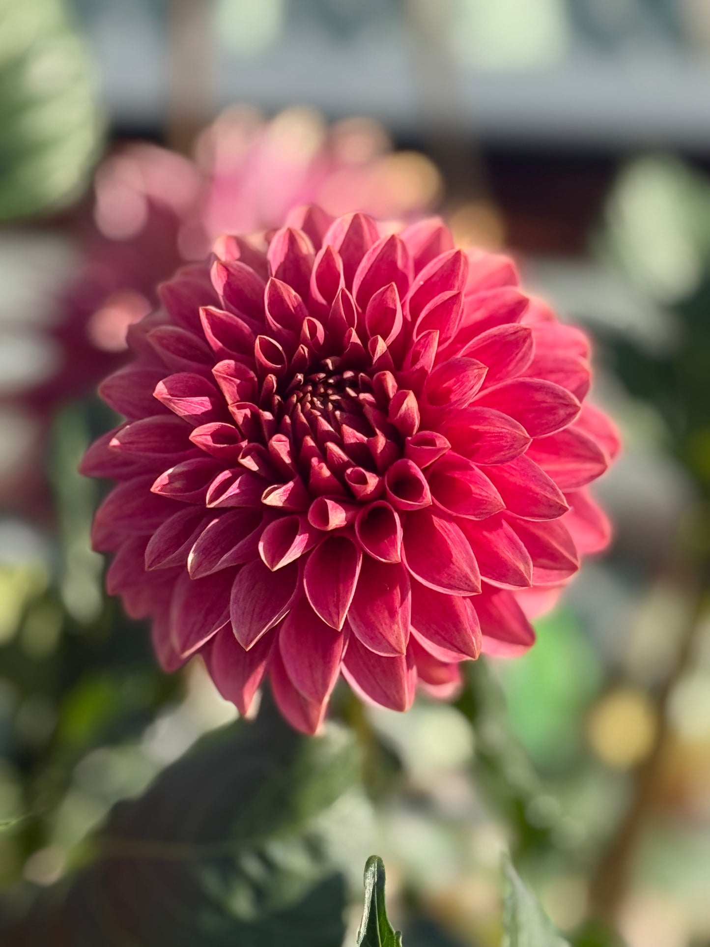 KA’s® Rosie Jo Rooted Cuttings