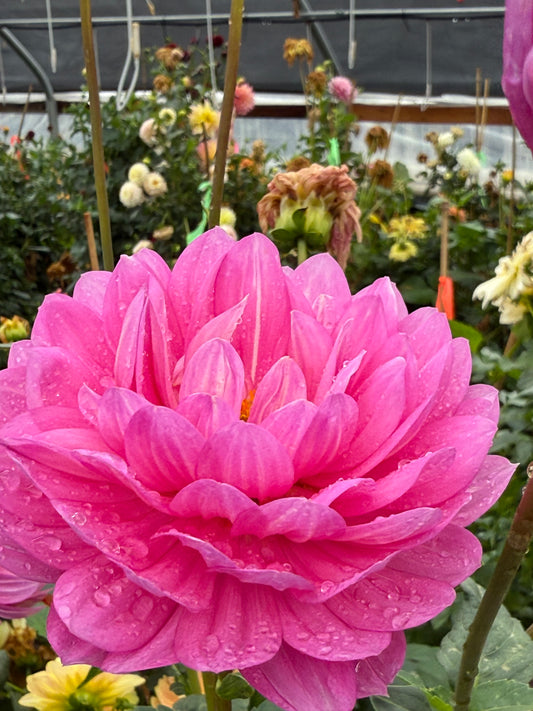 Sandia Cancan Dahlia
