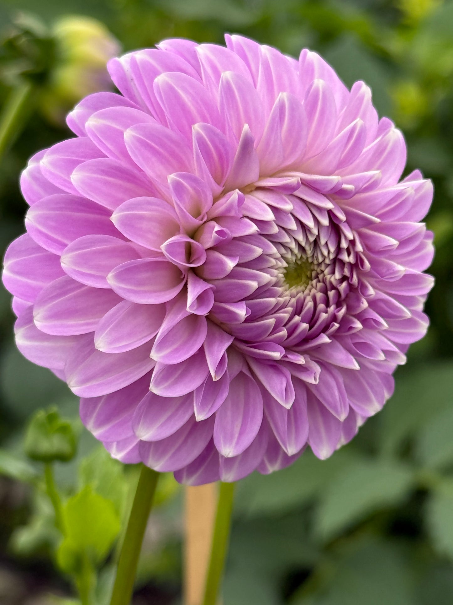 Coorabell Zoe Dahlia