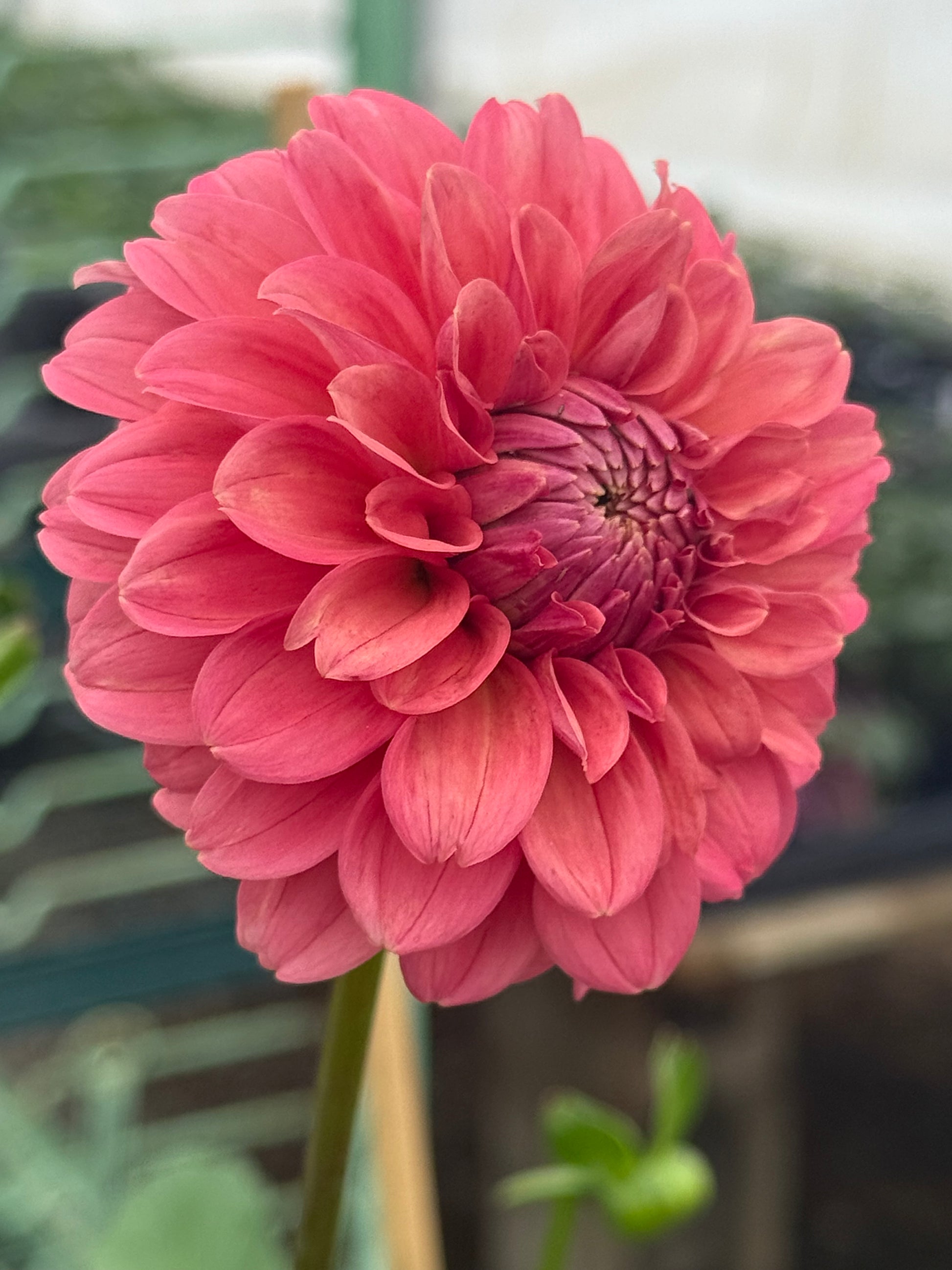 Lee's Ellis Dahlia
