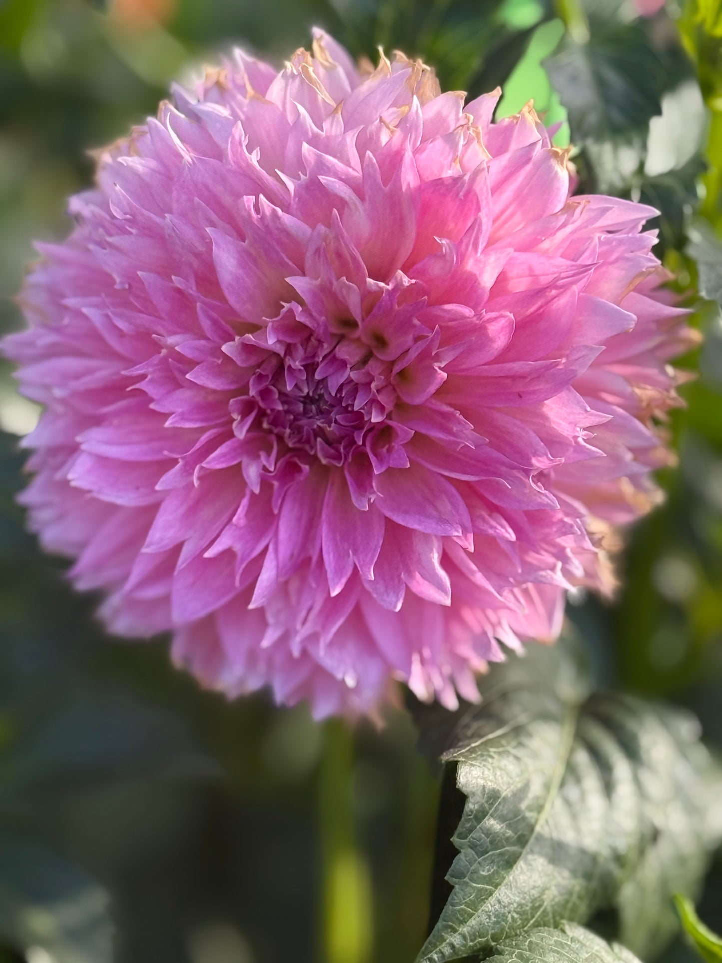 Lee’s Dragonfruit Fizz Dahlia