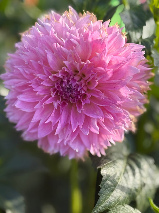 Lee’s Dragonfruit Fizz Dahlia