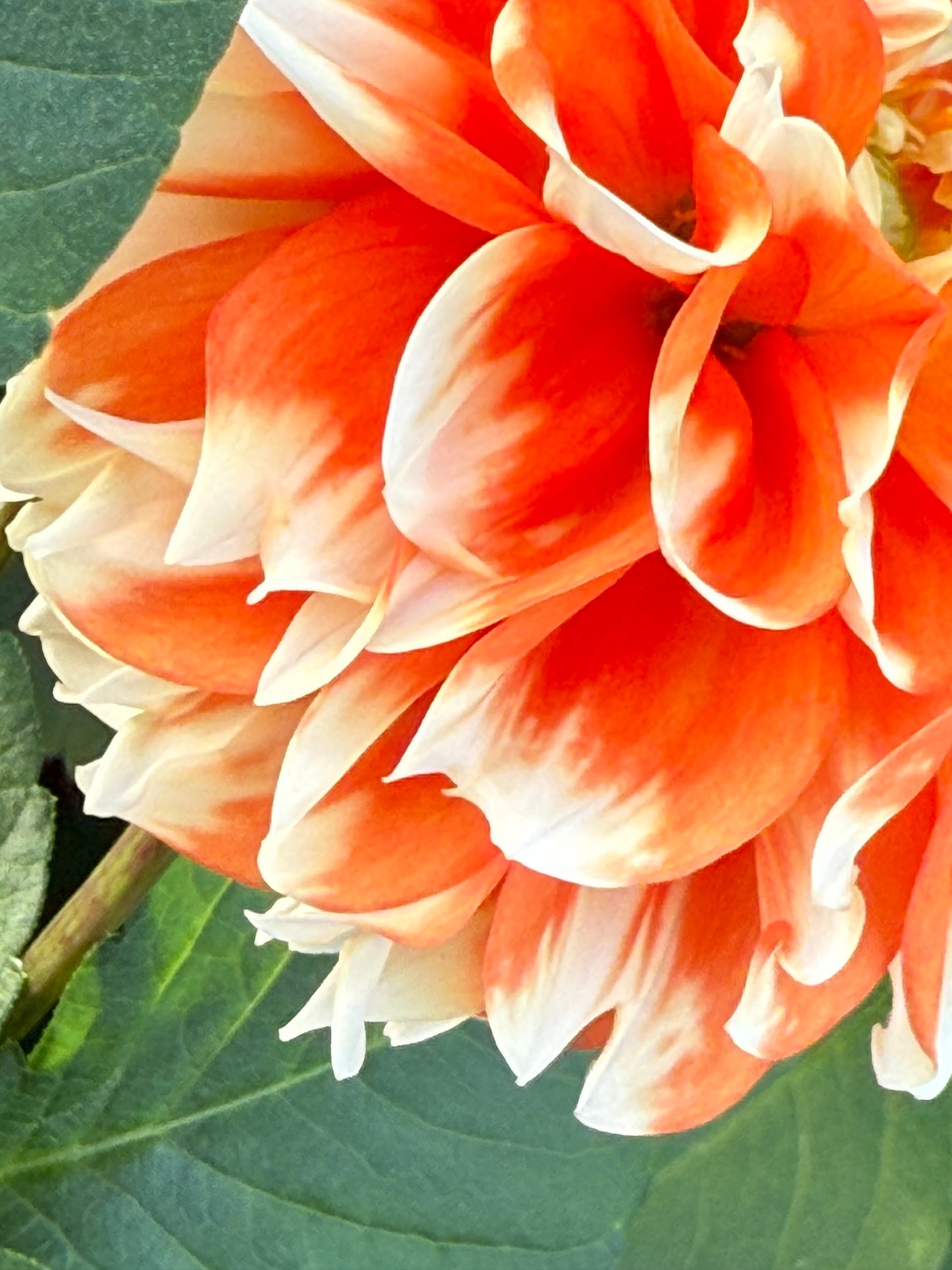 Luan Rooted Cuttings