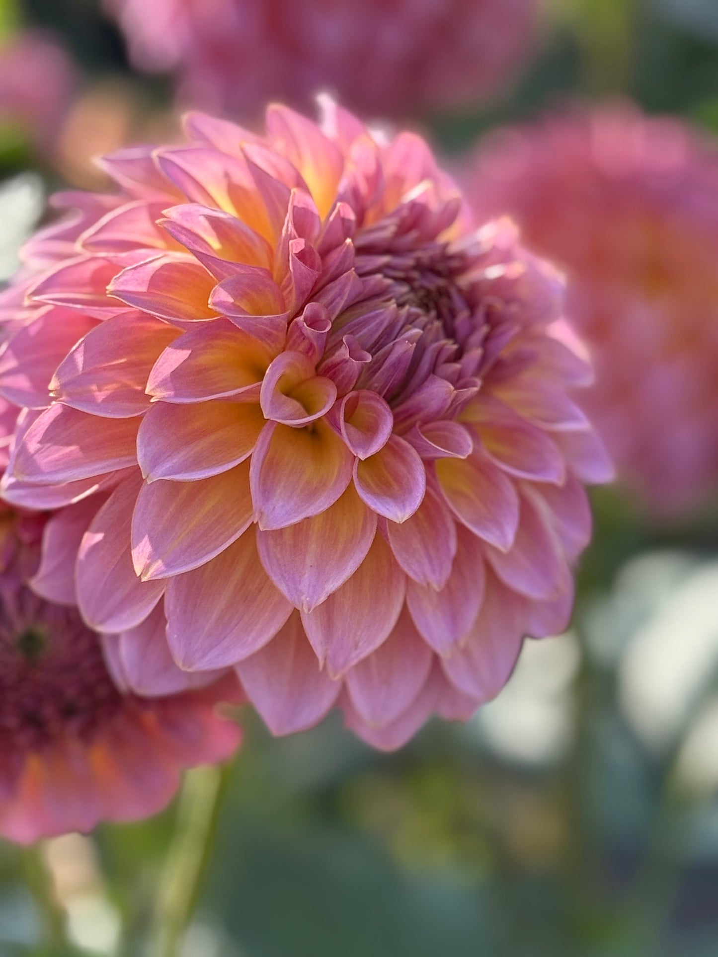 Bloomquist Dave Dahlia