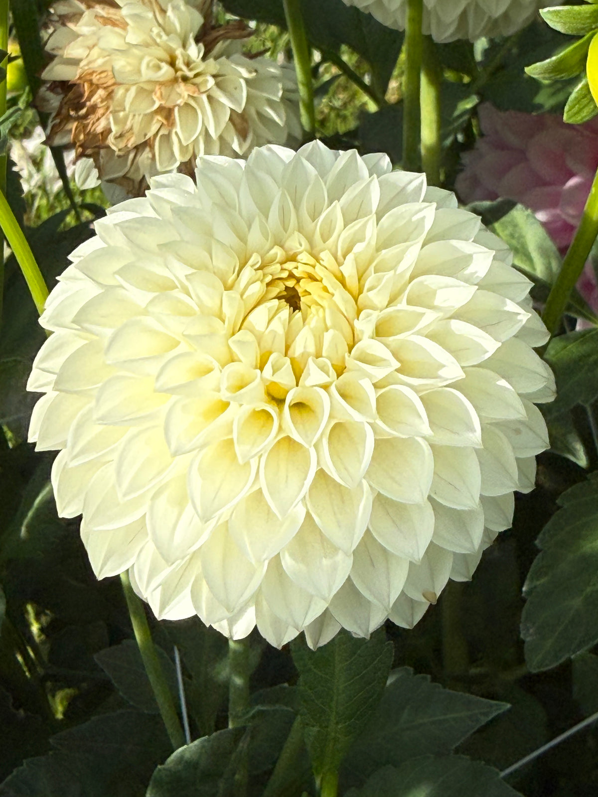Barbarry Pristine Dahlia
