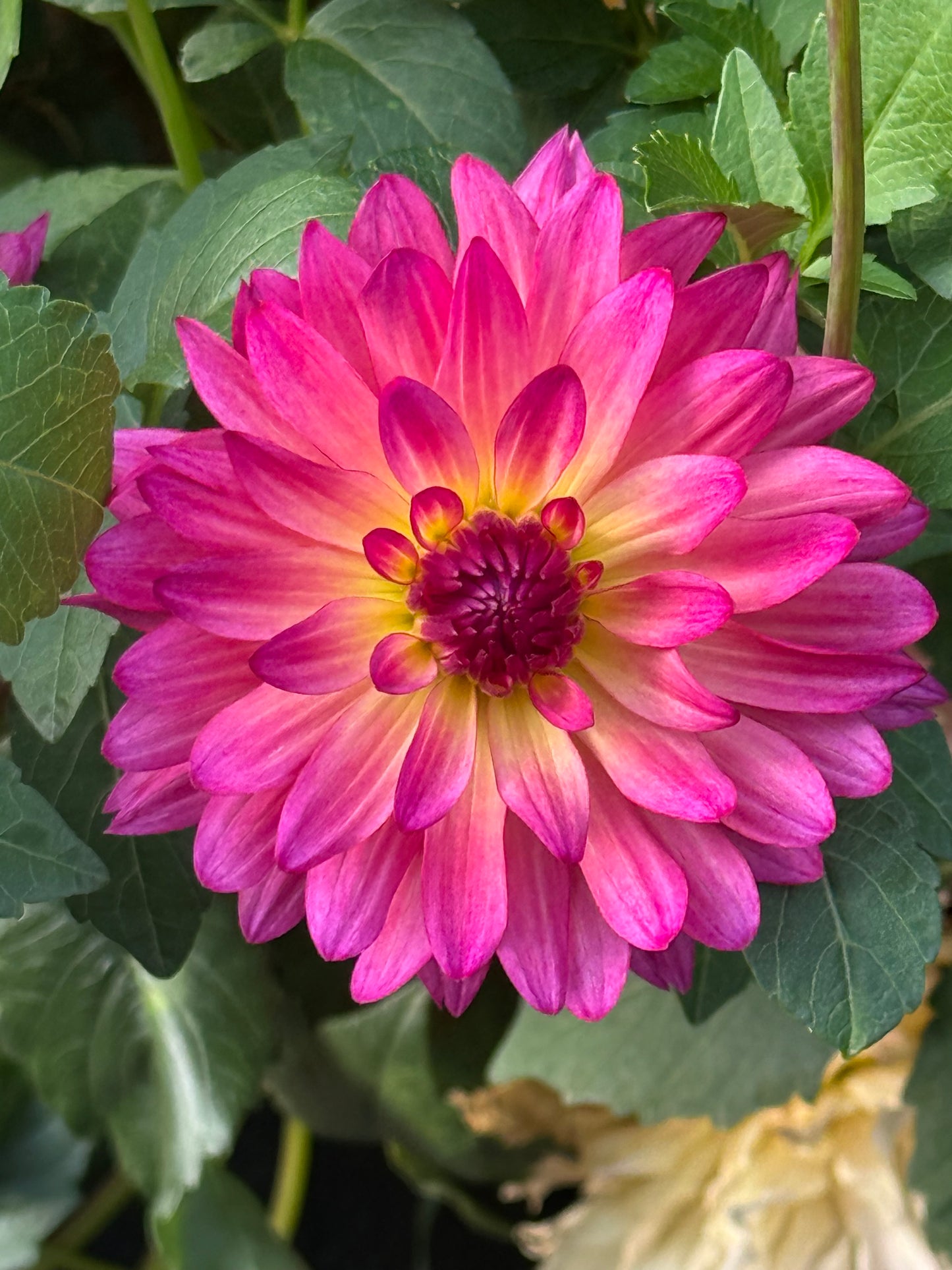 Bloomquist Magical Rooted Cuttings