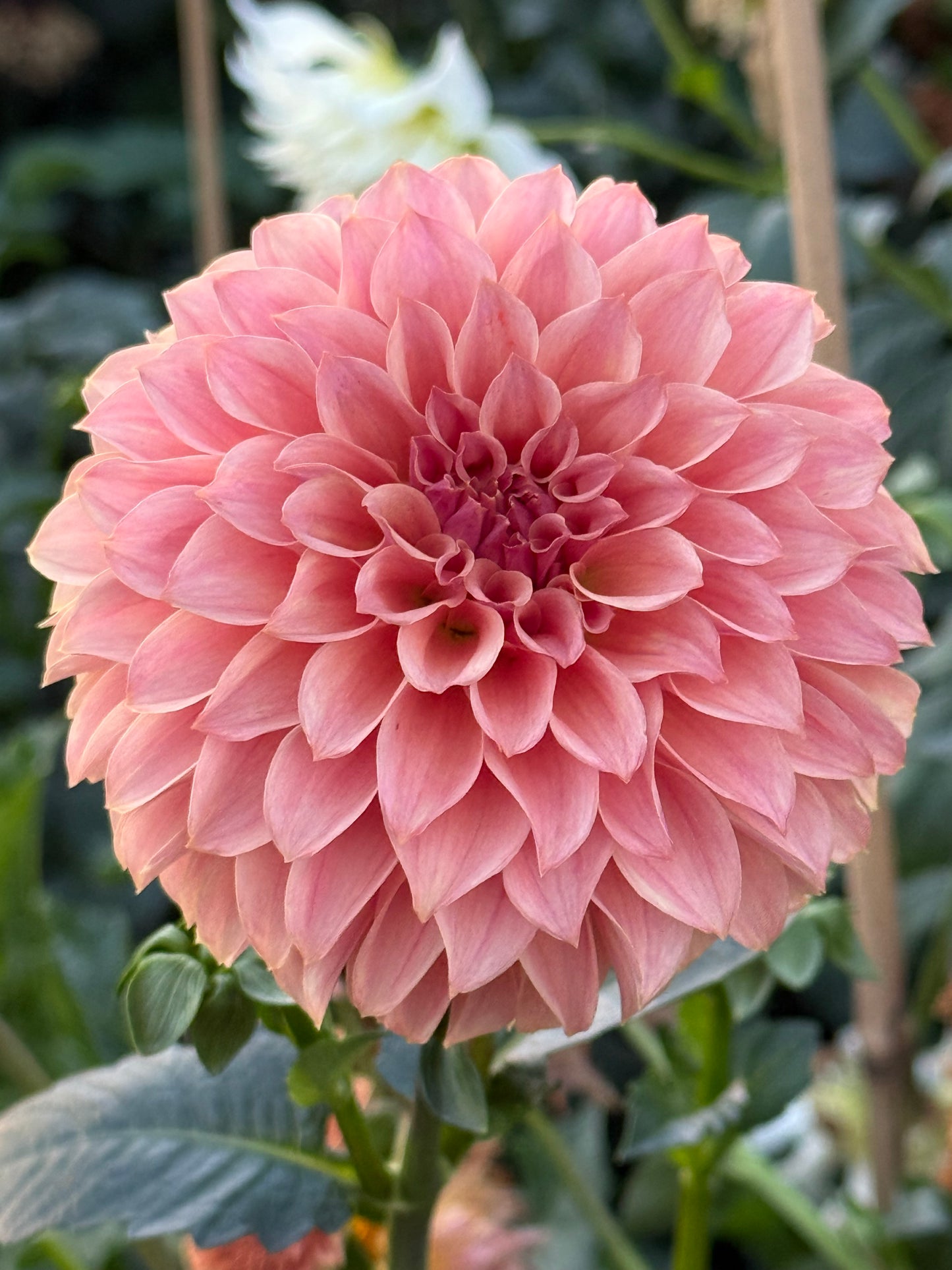 KA’s Coral Sea Dahlia