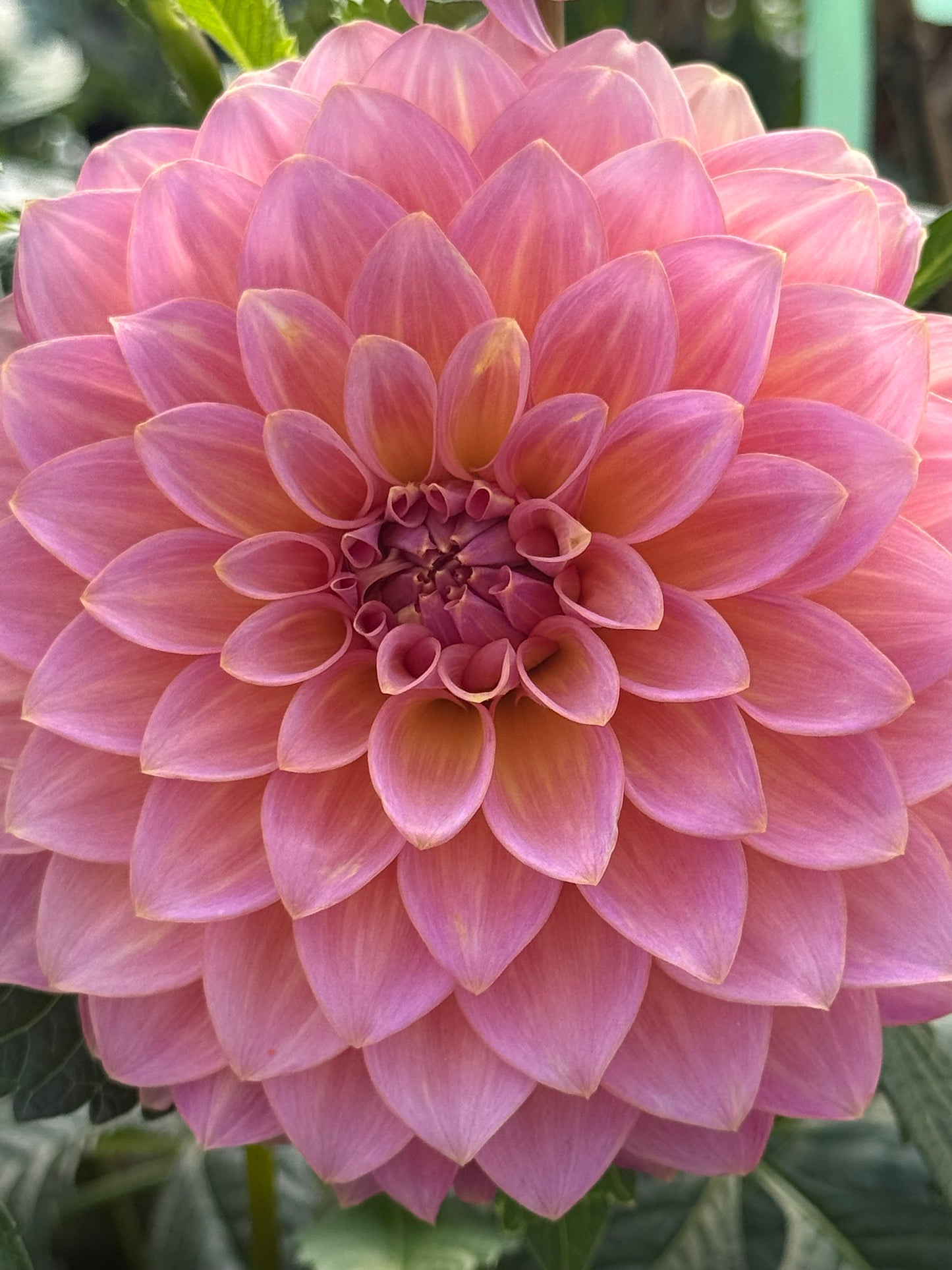 Bloomquist Dave Rooted Cuttings