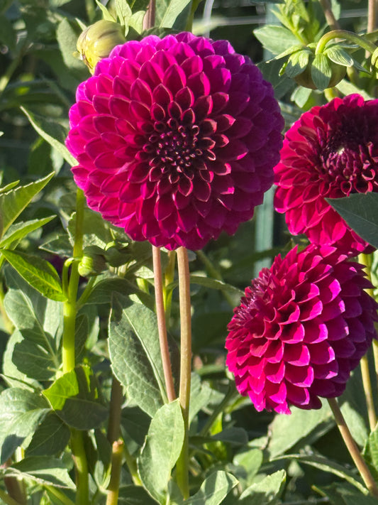 Saddlerock Tiny Giant Dahlia