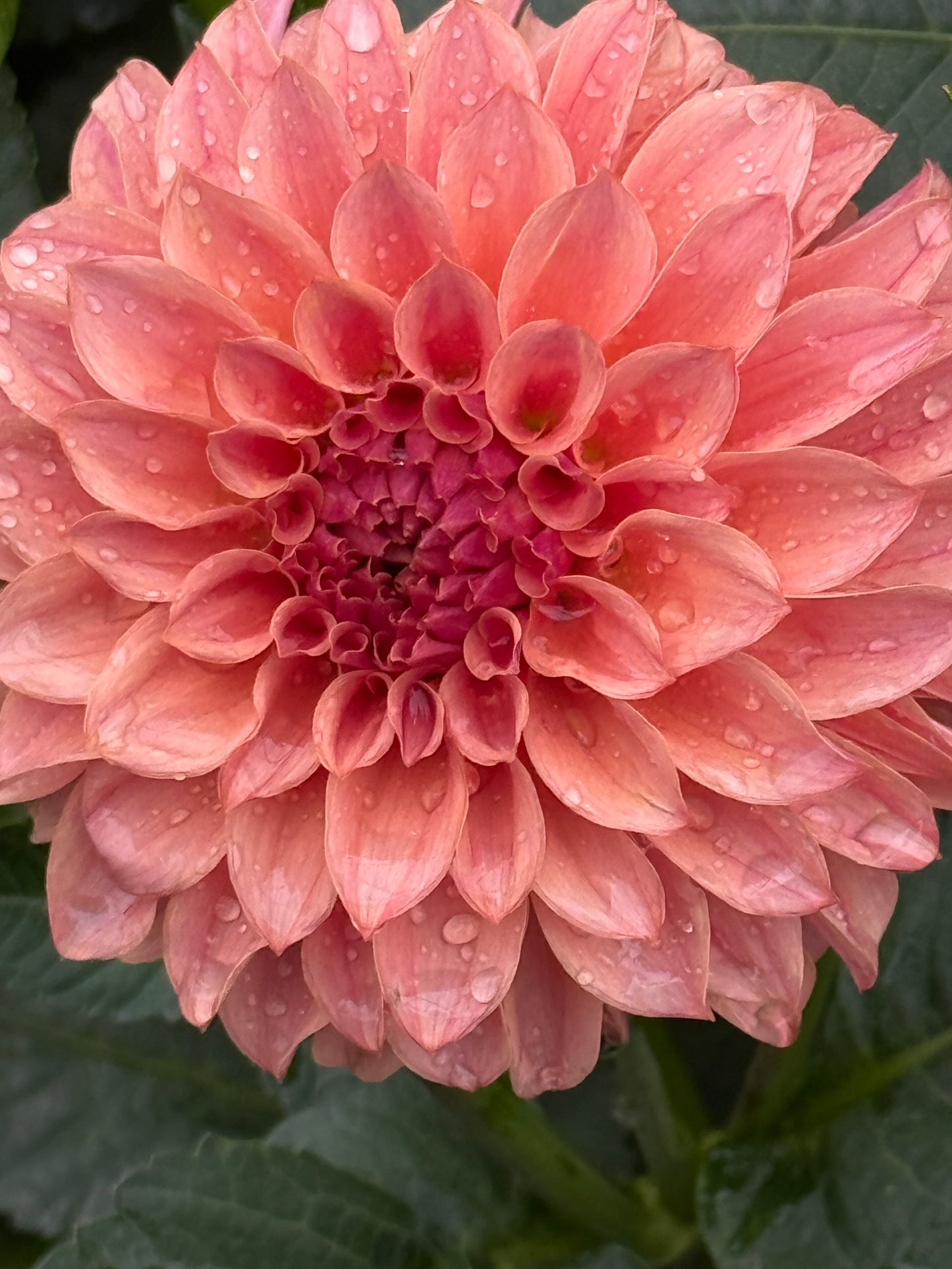 KA’s Coral Sea Dahlia
