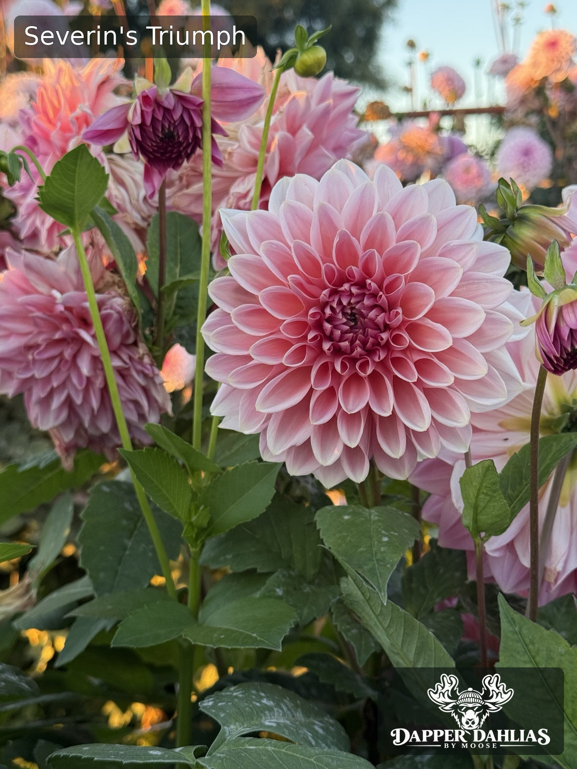 Detailed view of Severin's Triumph dahlia petals, showing soft blush-pink coloring, pale tips, and tightly arranged inner petals.