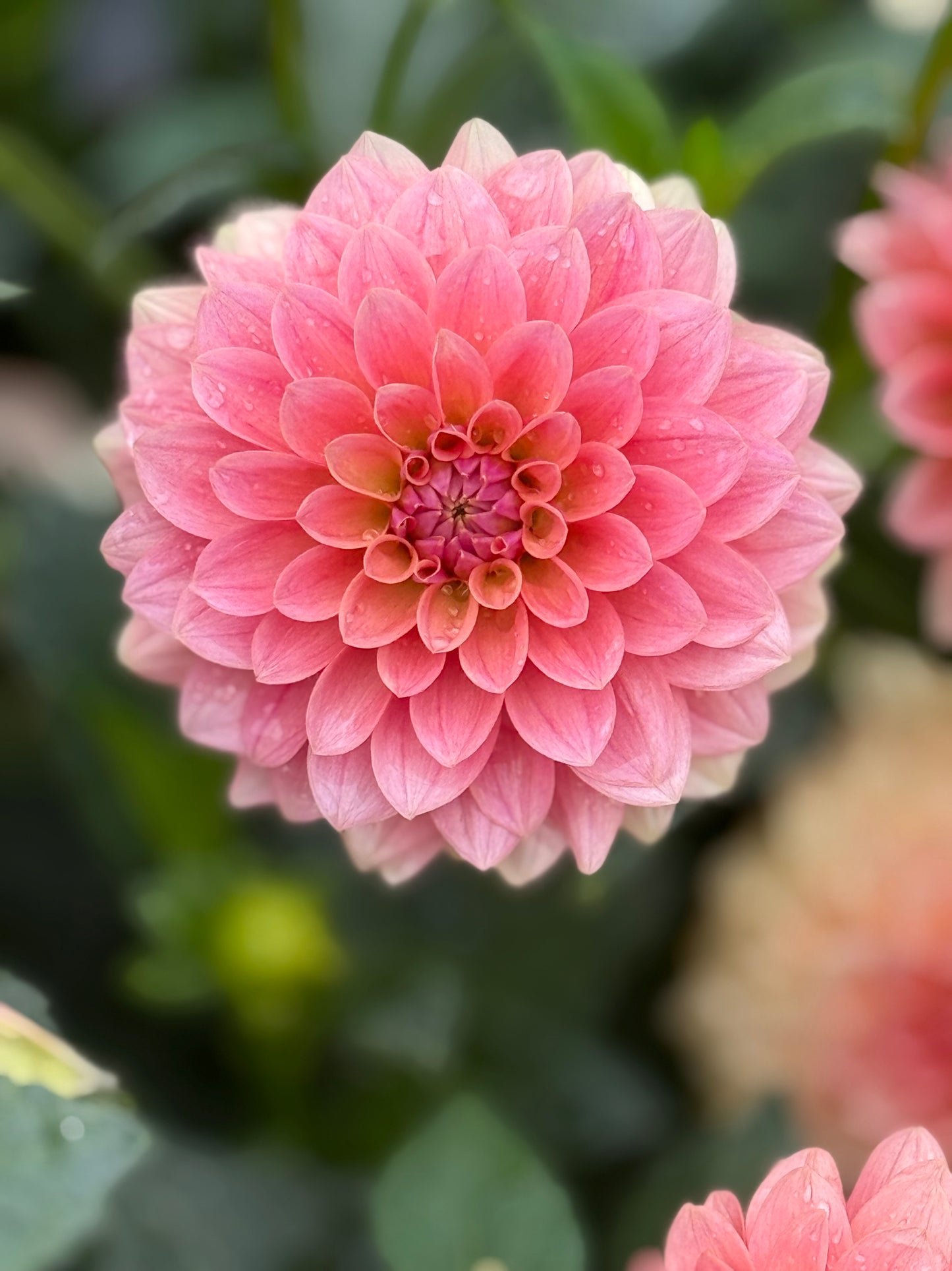 KA’s® Boho Peach Rooted Cuttings