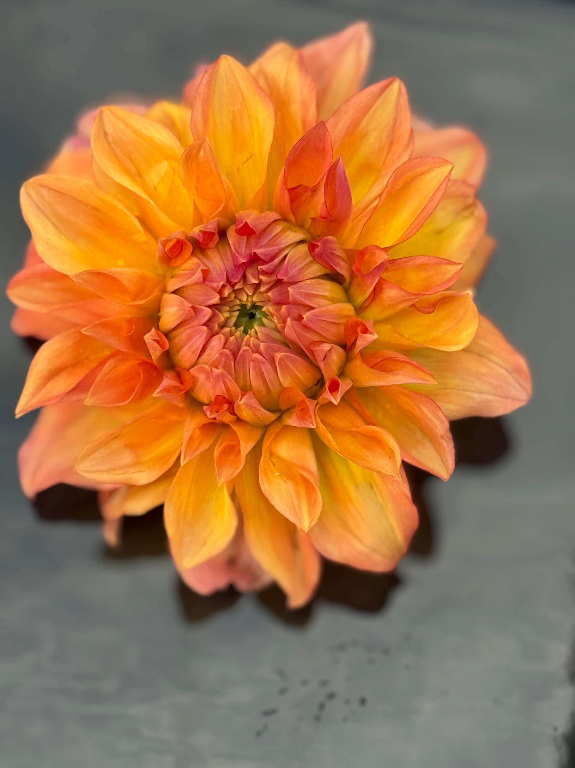 Hapet Coral Charm Dahlia