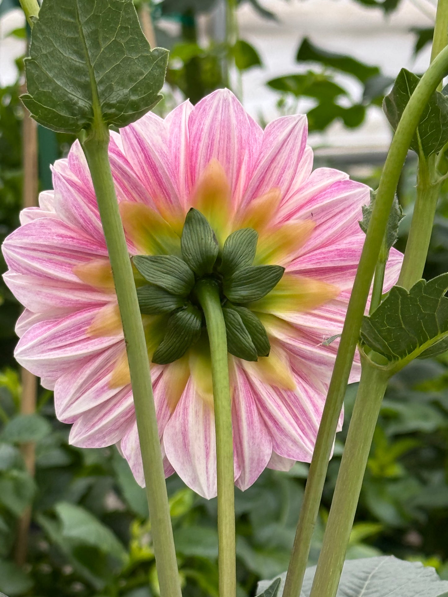 Florelie Antique Dahlia