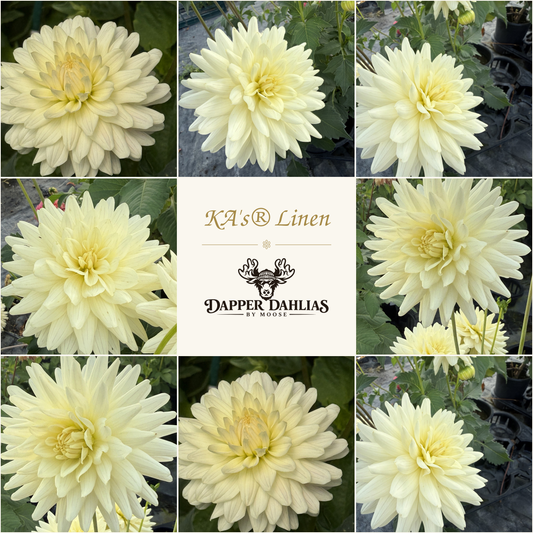 Photo collage of KA's Linen dahlias showing ivory and pale yellow blooms with long petals around a Dapper Dahlias by Moose label.