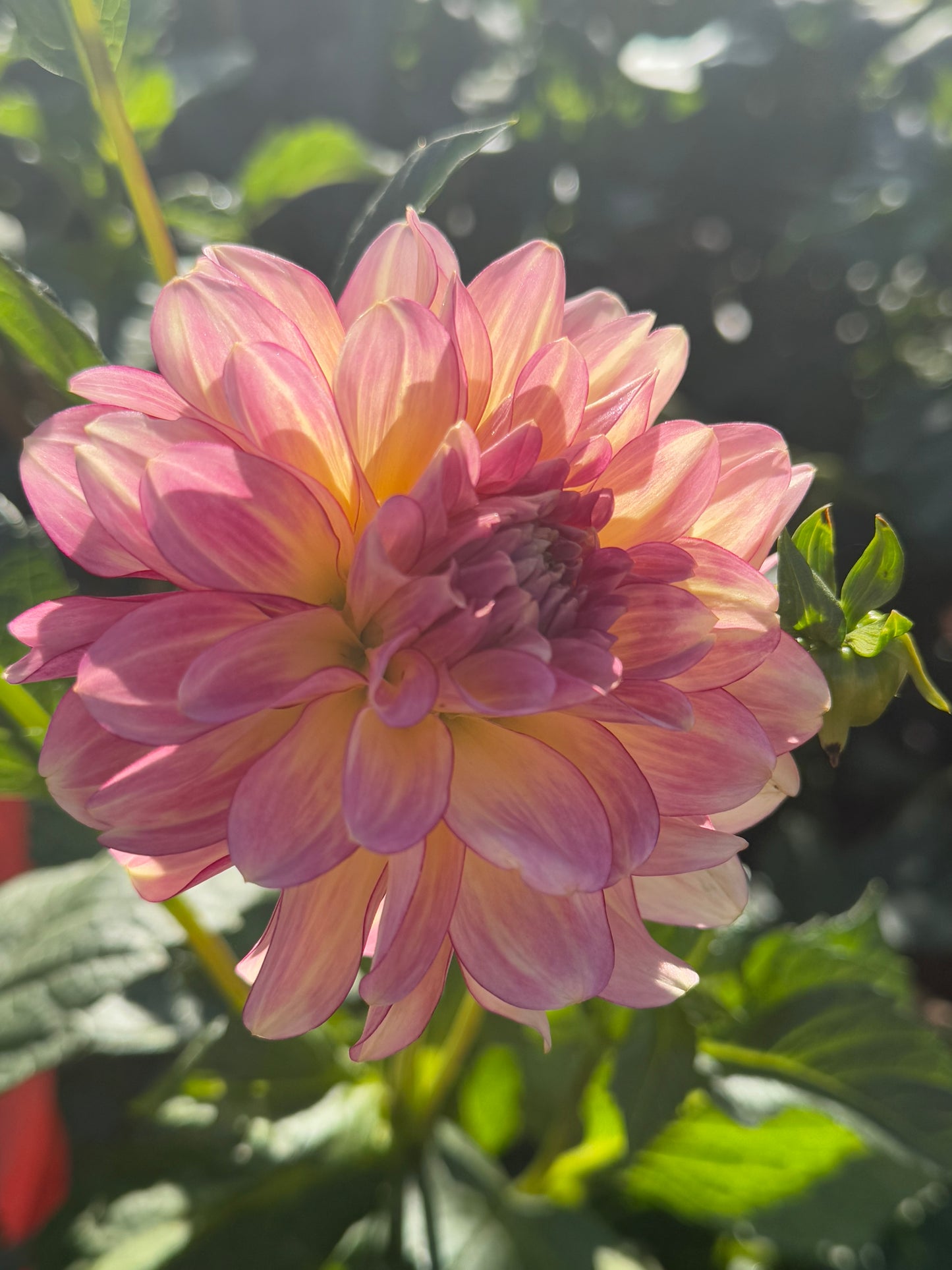 AC Twisp Rooted Cuttings