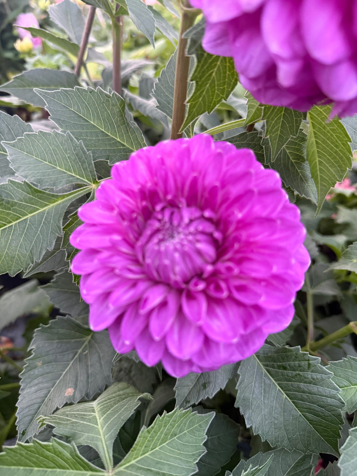 Cupid Australian Dahlia Rooted Cutting Tuber