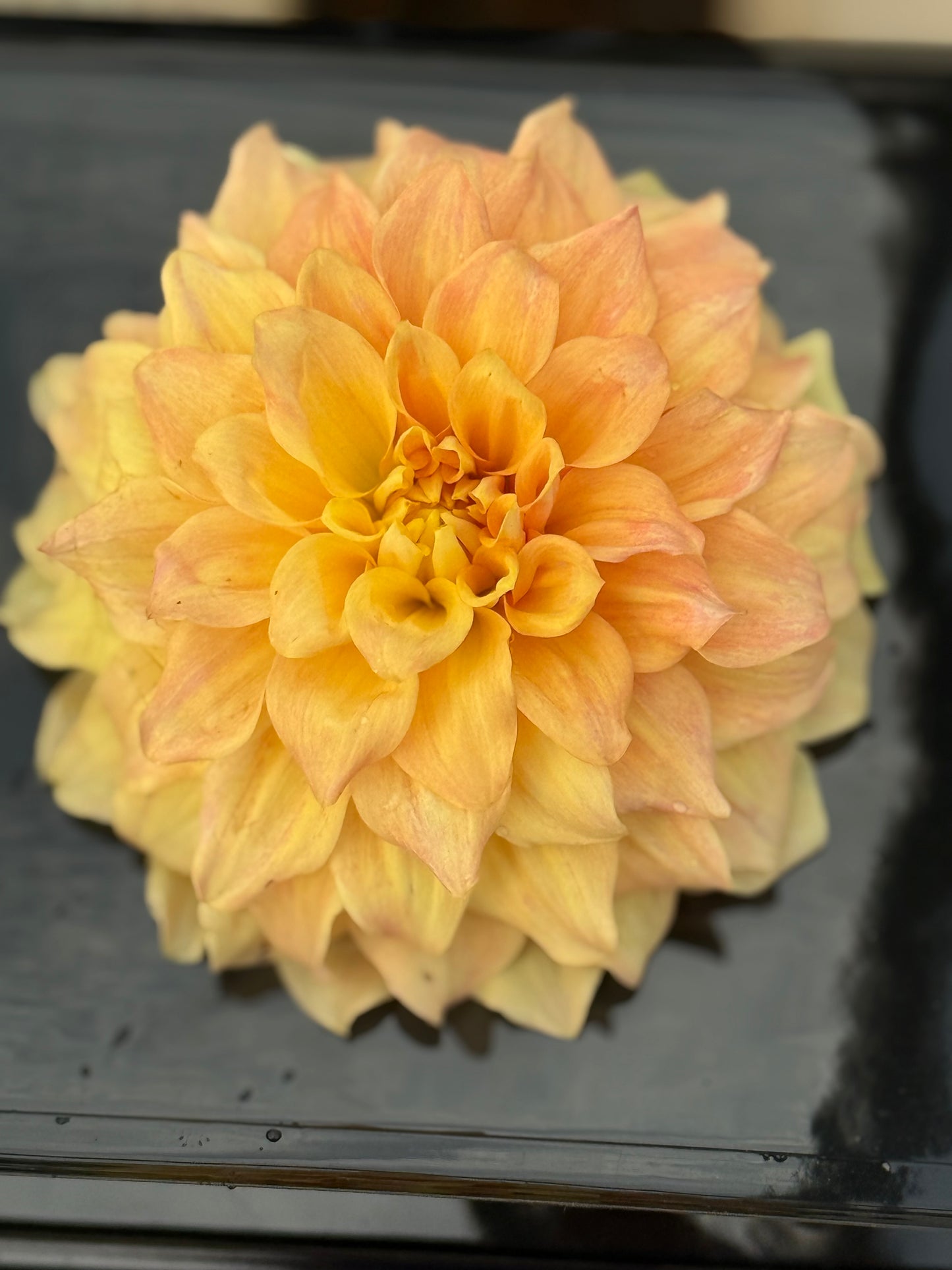 Hapet Coral Charm Dahlia