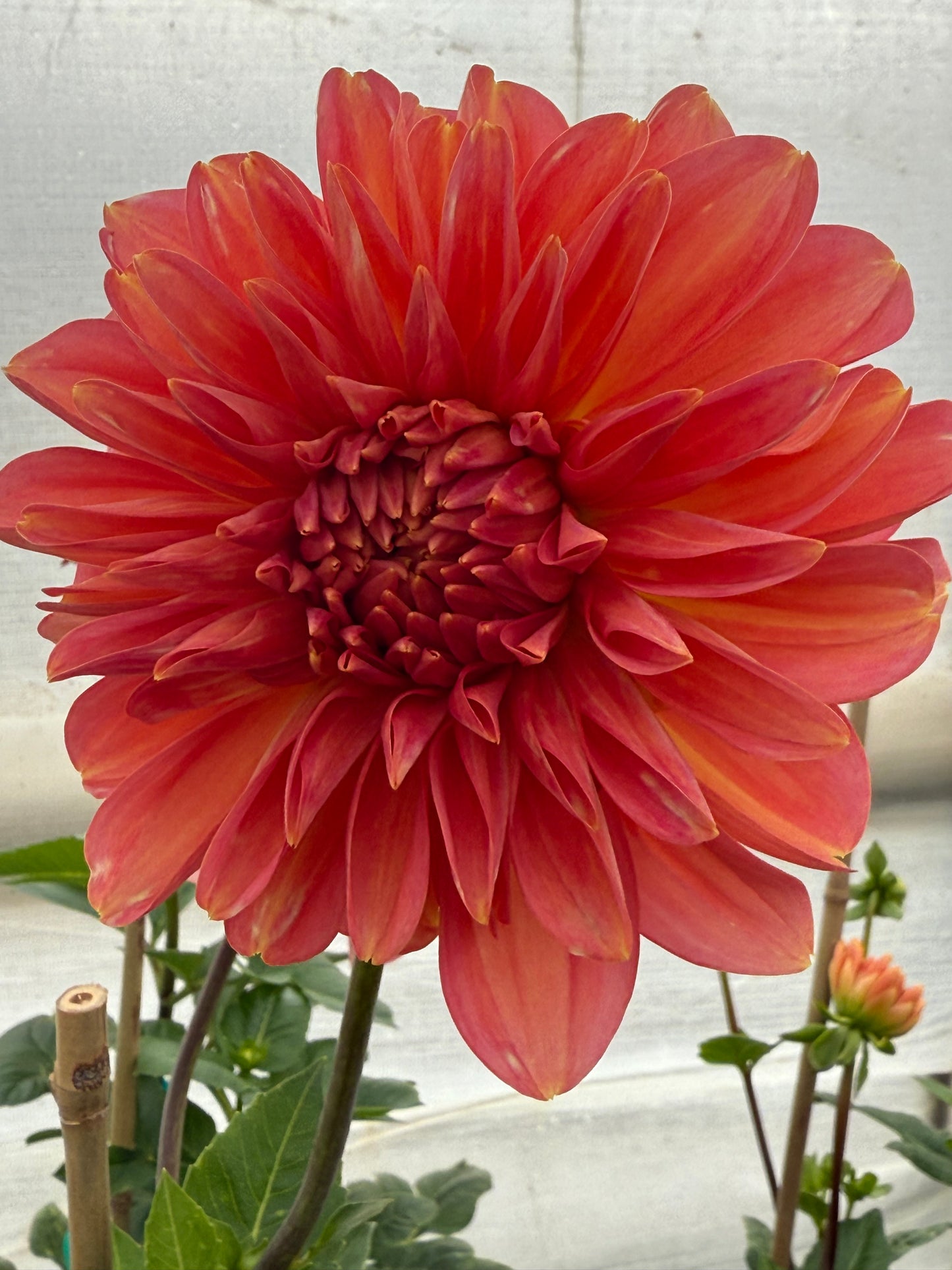 RM Peach Flair Rooted Cuttings