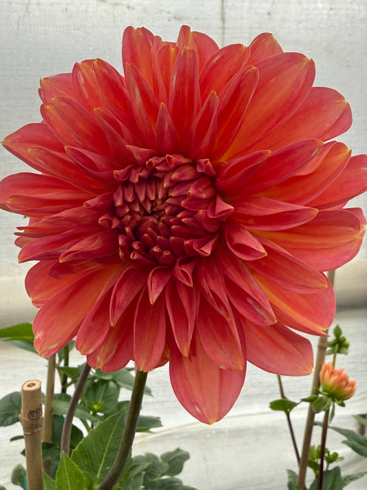 RM Peach Flair Rooted Cuttings