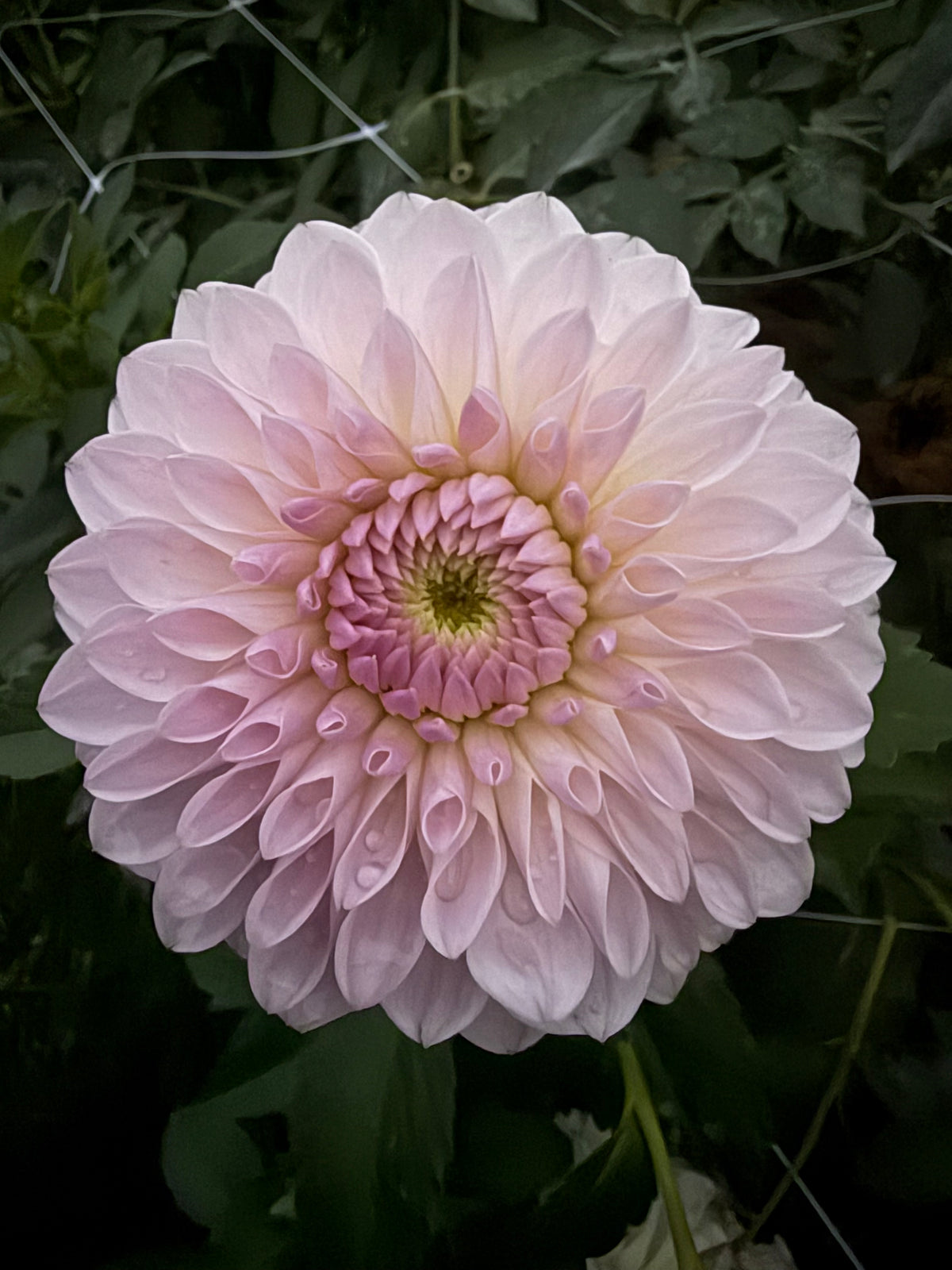 Shiori dahlia flower in full bloom, photographed close up against a dark green garden background with foliage and trellis visible.