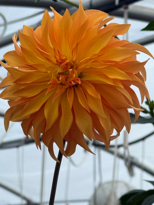 Bloomquist Snickerdoodle Rooted Cuttings