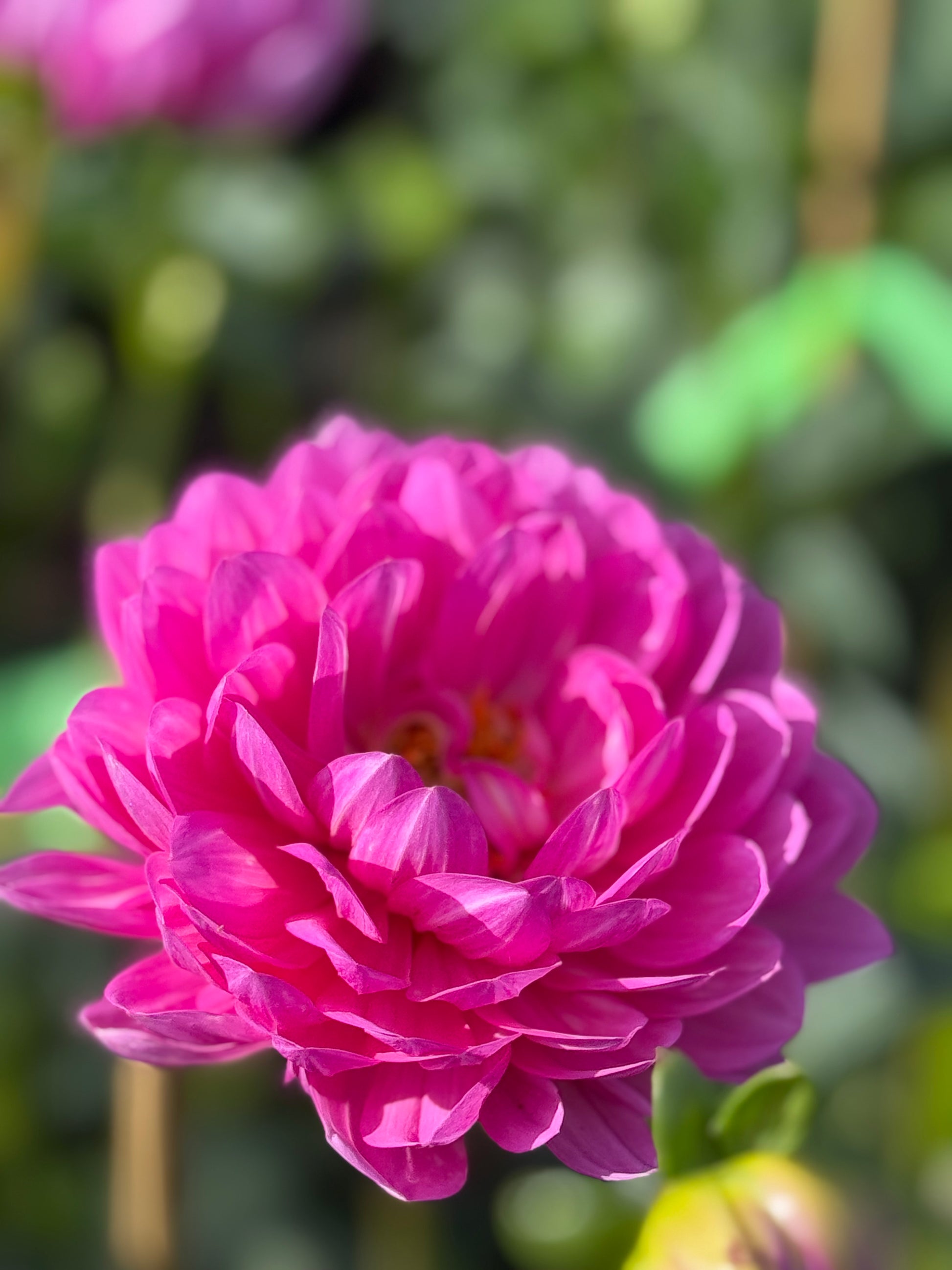 Sandia Cancan Dahlia