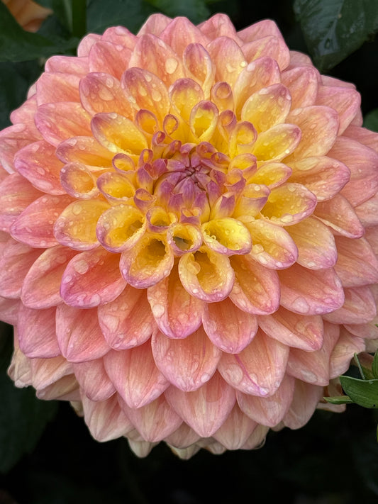 Dikara Jodi Rooted Cuttings