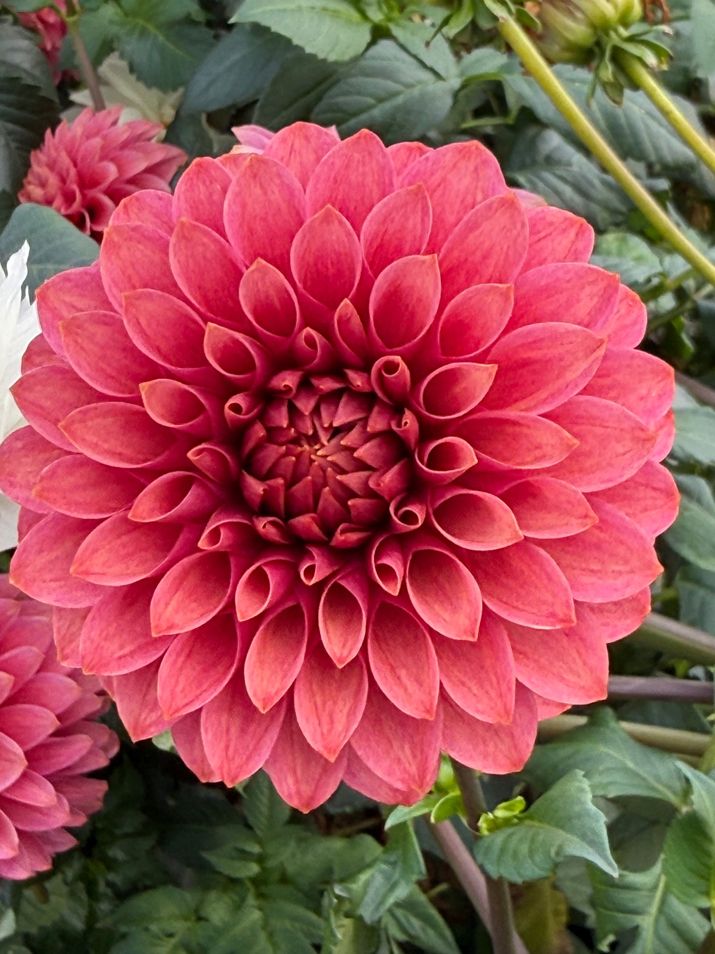 KA’s® Rosie Jo Rooted Cuttings