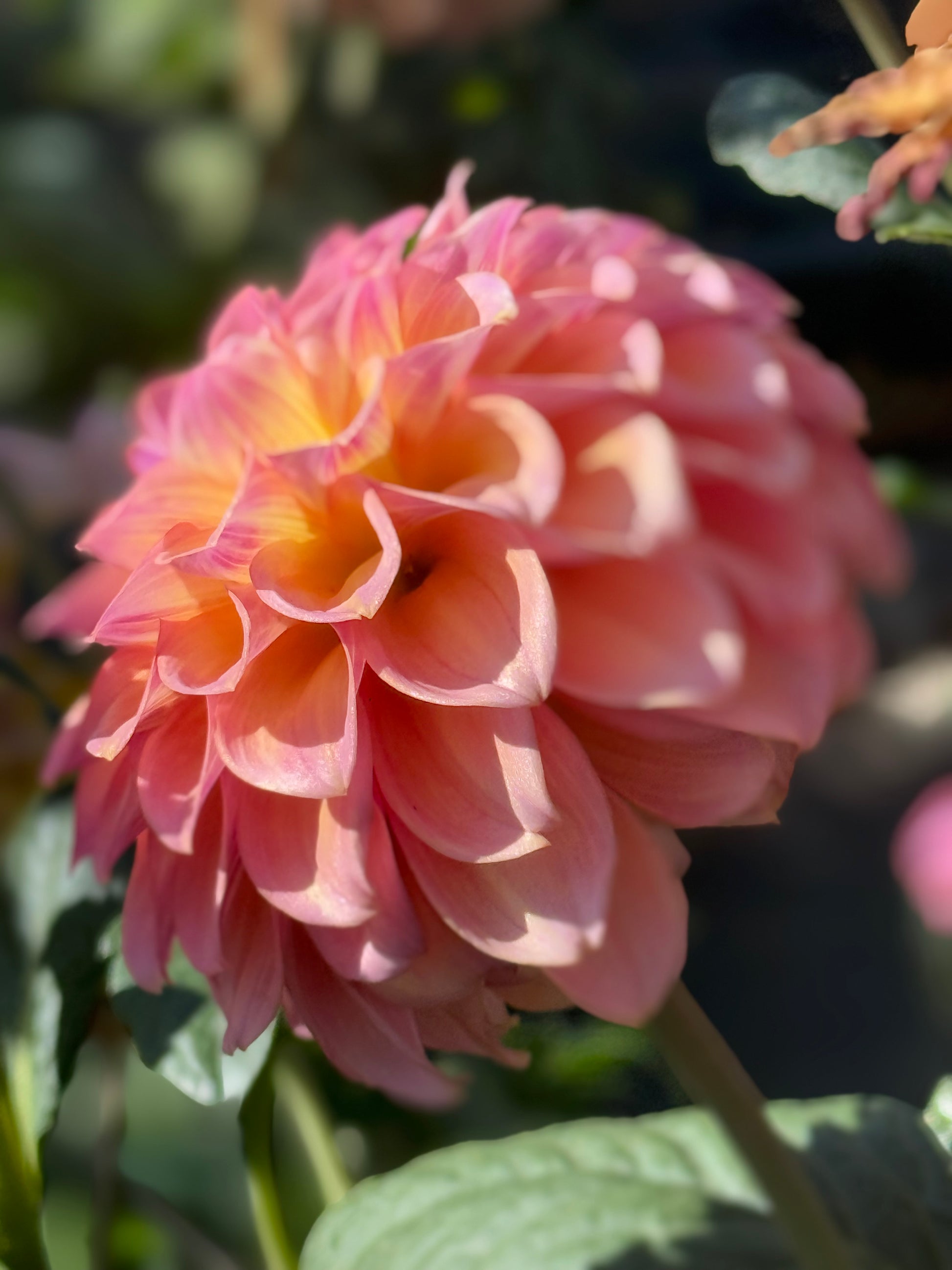 Bloomquist Dave Dahlia