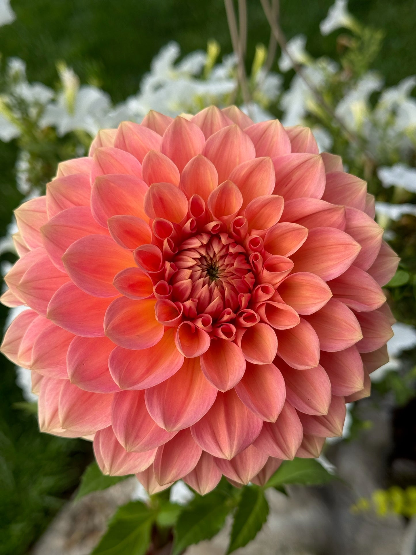 Lakeview Lady Rooted Cuttings