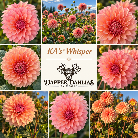 Photo collage of KA's Whisper dahlias showing peach-coral blooms with deep pink centers in close-ups and field views.