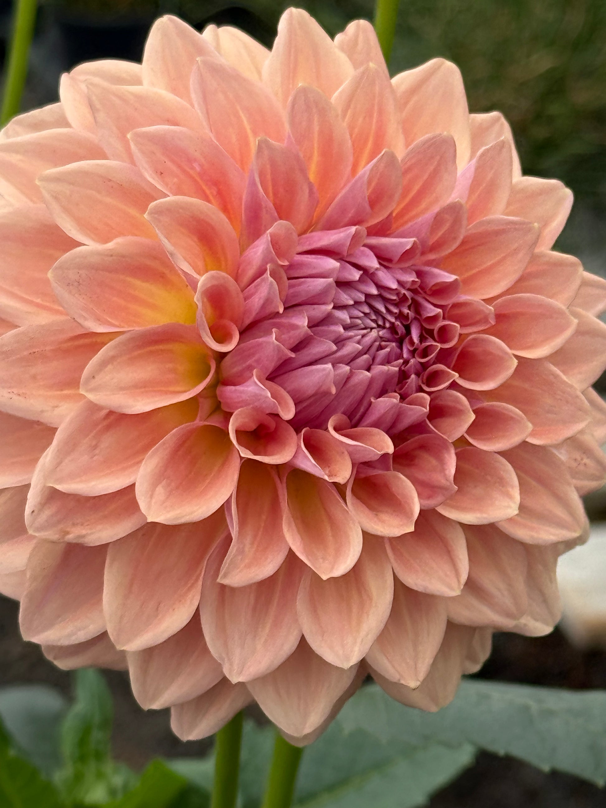West Coast Australian Dahlia