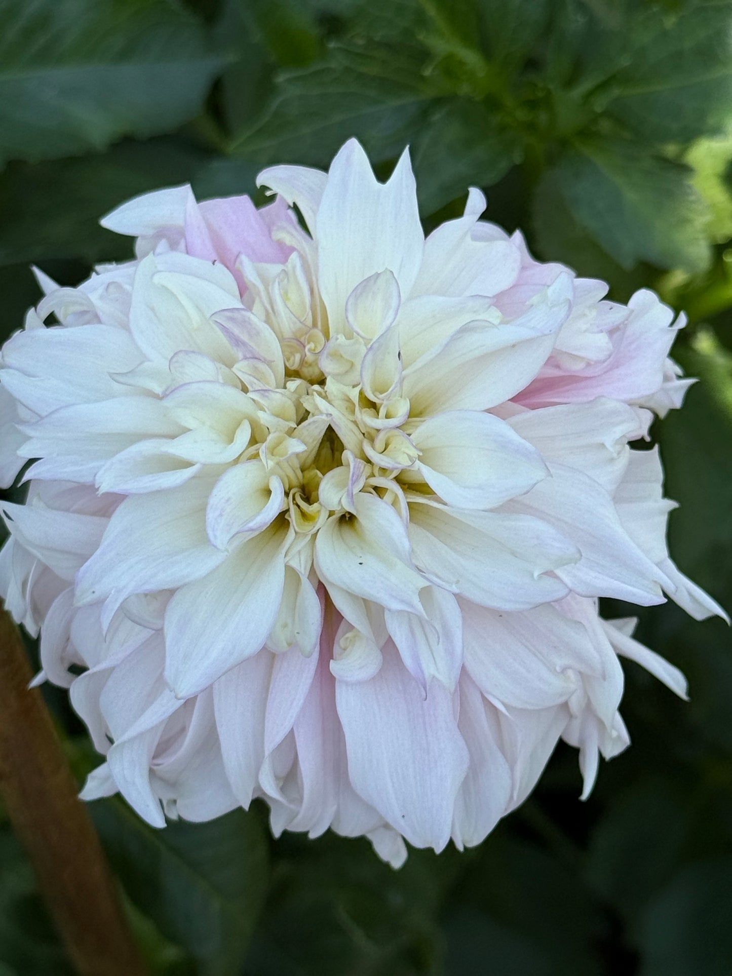 Lee's Blushed Charmeuse Dahlia