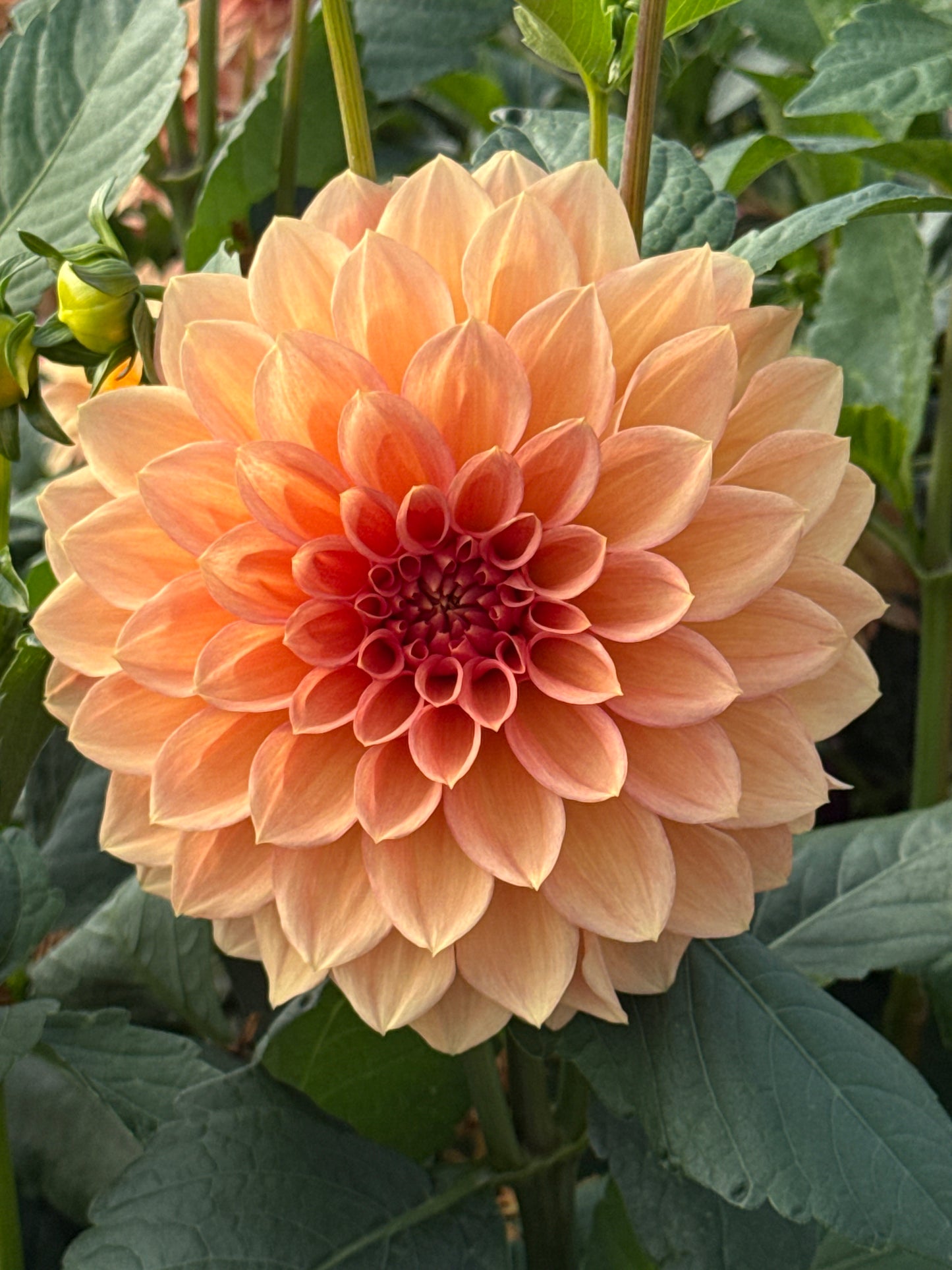 KA’s® Sunny Cove® Rooted Cuttings