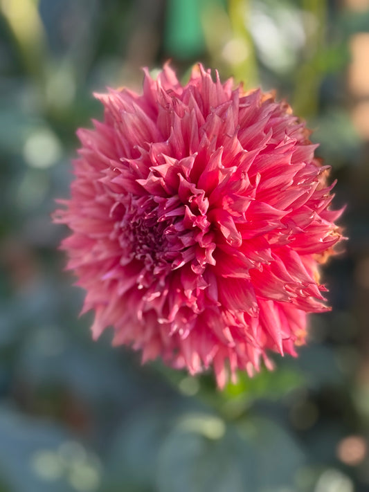 Bloomquist Fearless Dahlia