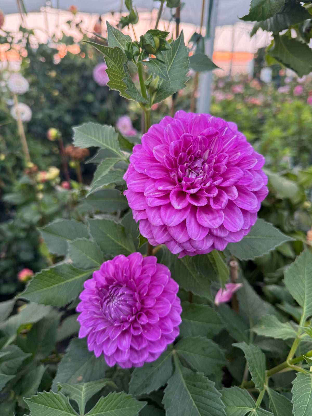 Cupid Australian Dahlia Rooted Cutting Tuber