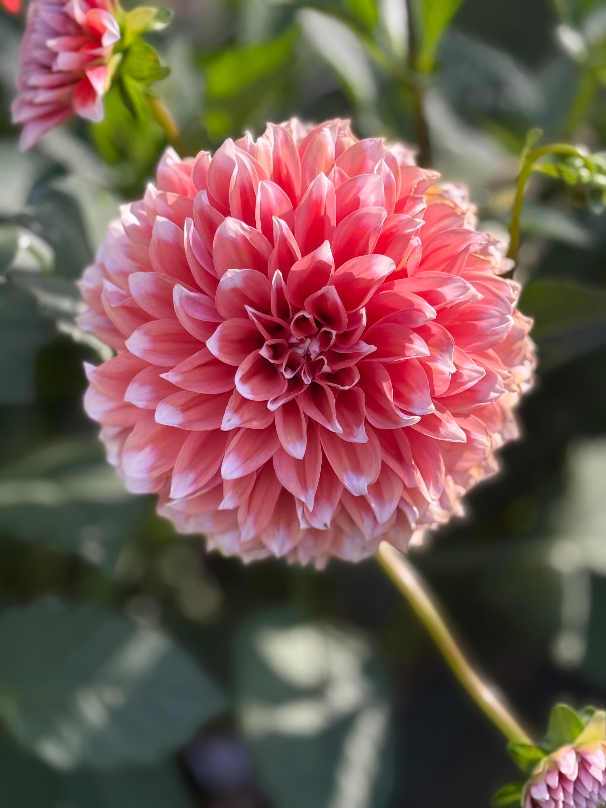 RM Sweet Sebastian Dahlia