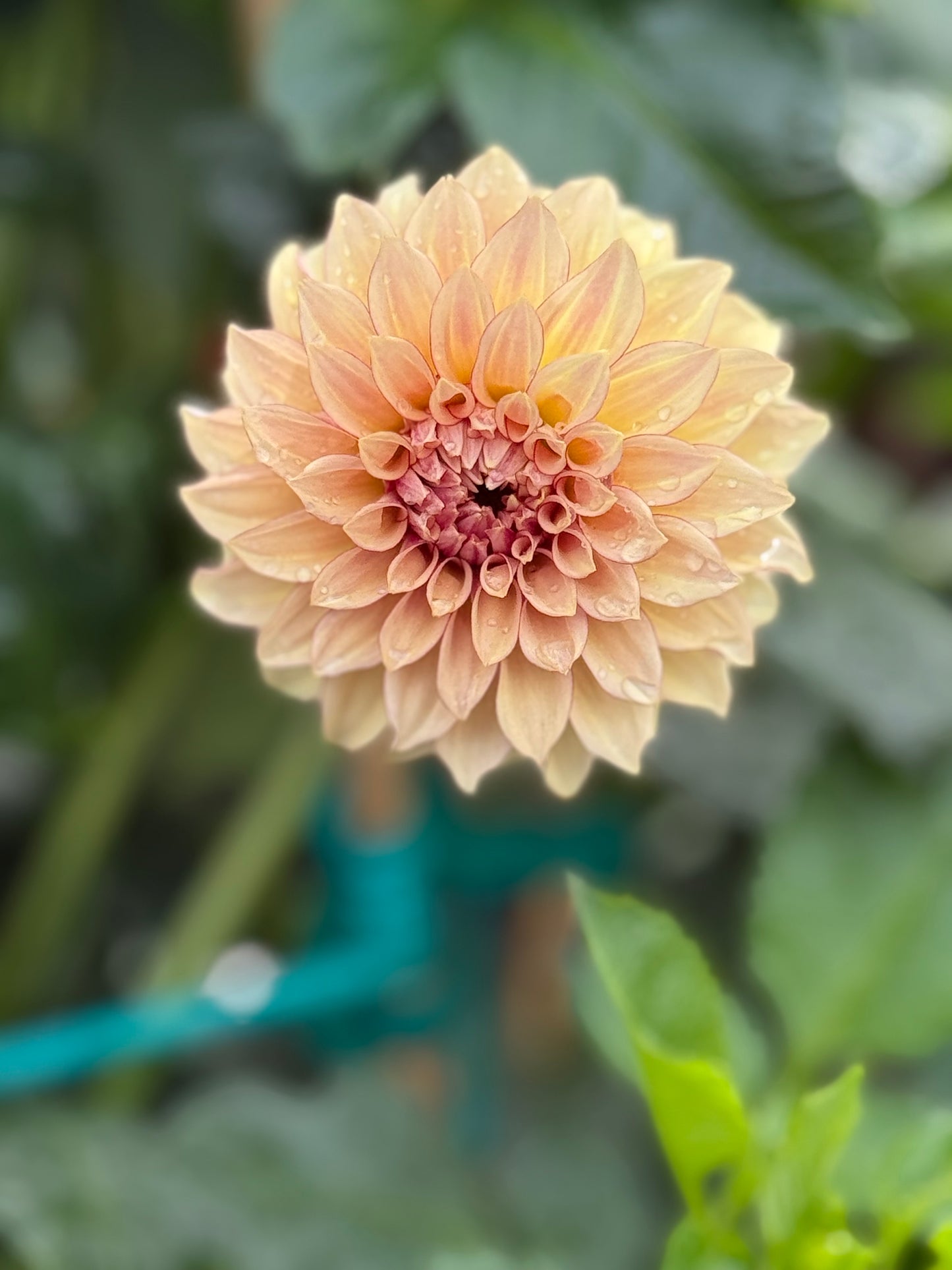 KA’s® Crème Brûlée Rooted Cuttings