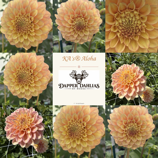 Photo collage labeled KA's Aloha, showing golden peach dahlia blooms and a central Dapper Dahlias by Moose label.