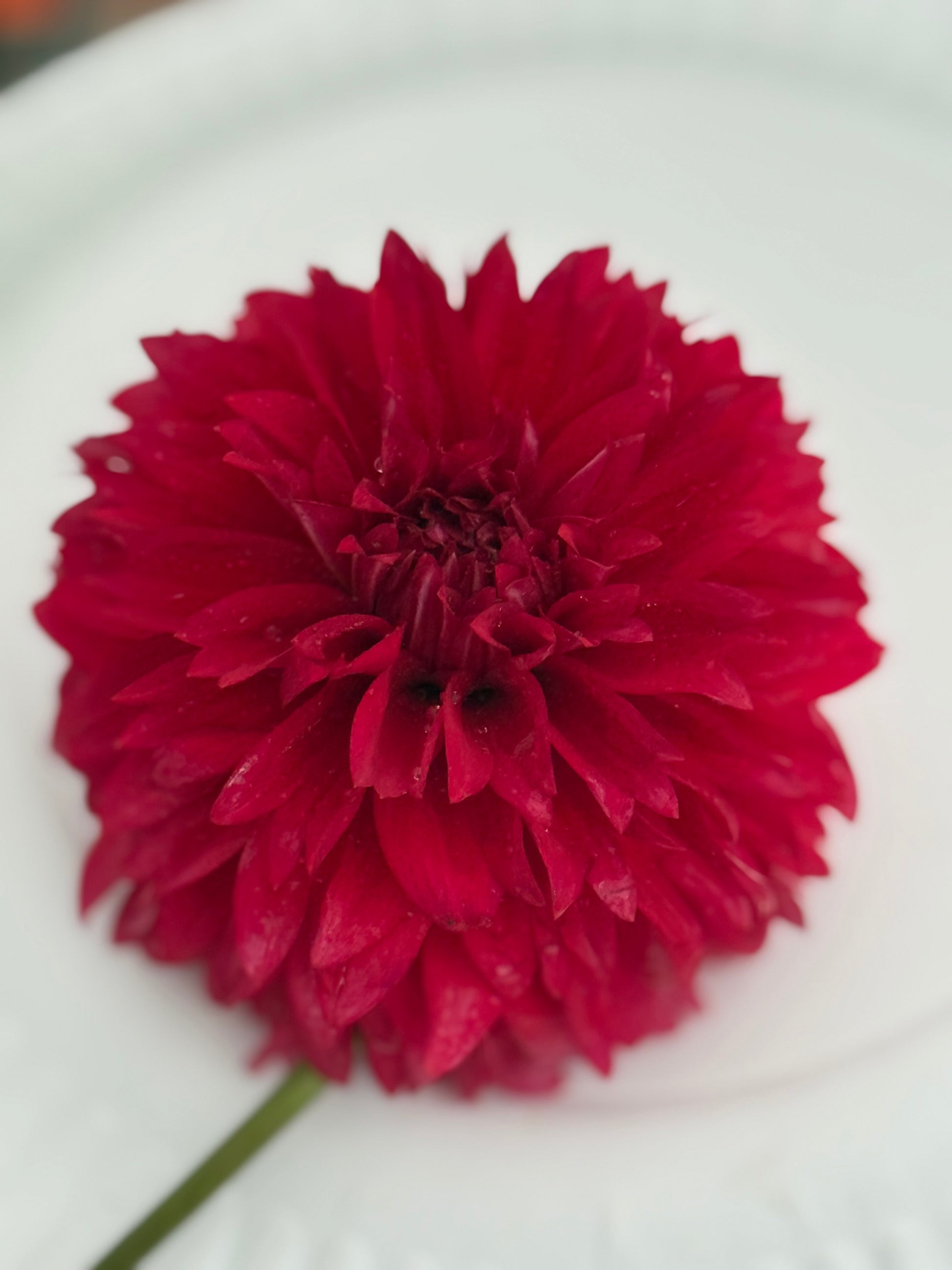 Lee's Elmo Dahlia