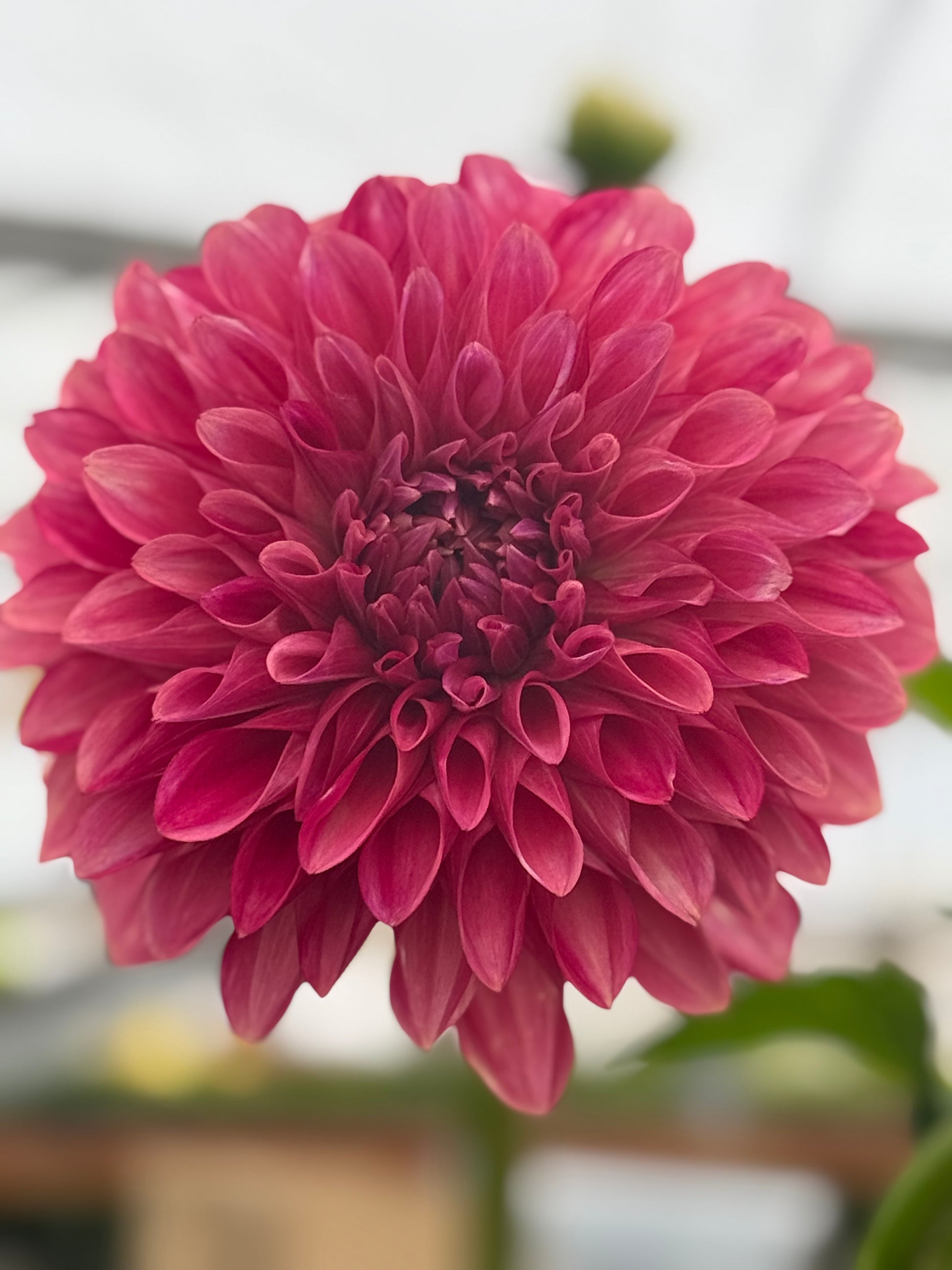 Florelie Candice Dahlia