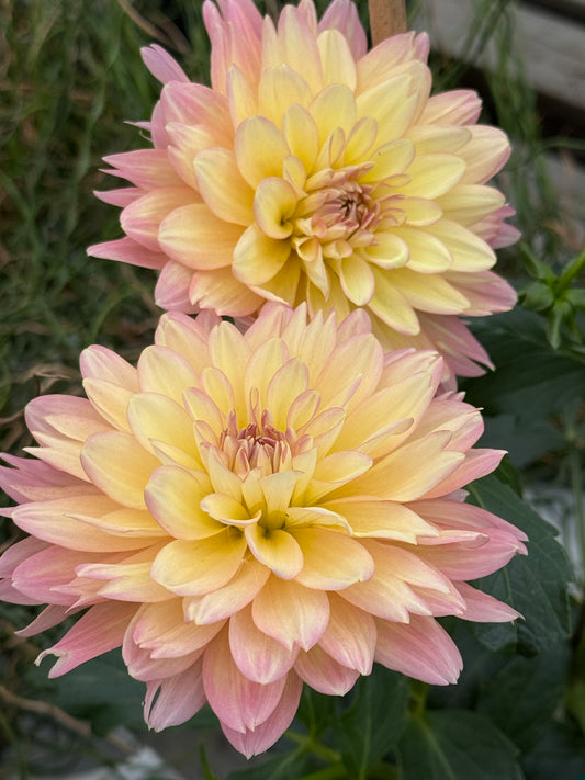 Burfoot Lotus Dahlia
