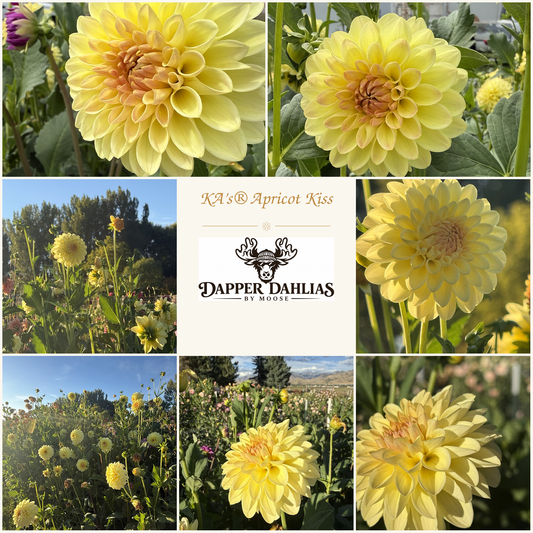 Photo collage of KA's Apricot Kiss dahlias showing yellow blooms with warm apricot centers in close-ups and field views.